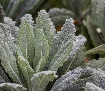 Palmkohl 'Nero di Toscana' Palmkohl 'Nero di Toscana'