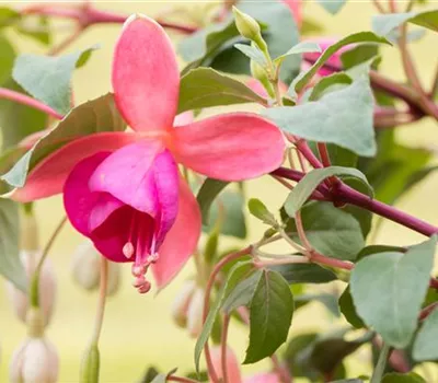 Fuchsie Fuchsie