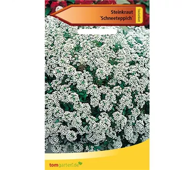 Duftsteinrich 'Schneeteppich' Duftsteinrich 'Schneeteppich'