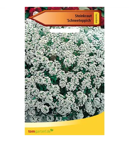 Duftsteinrich 'Schneeteppich'