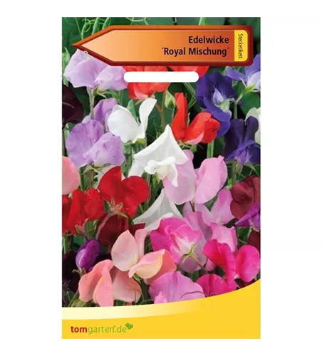 Riesen-Edelwicke 'Royal'