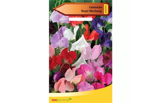 Riesen-Edelwicke 'Royal' Riesen-Edelwicke 'Royal'