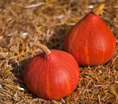 Kürbis 'Uchiki Kuri' Kürbis 'Uchiki Kuri'