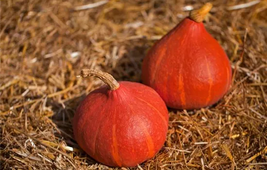 Kürbis 'Uchiki Kuri' Kürbis 'Uchiki Kuri'