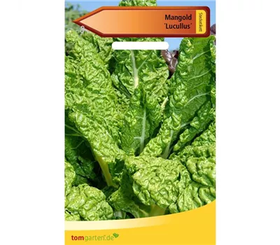 Blatt-Mangold 'Lucullus' Blatt-Mangold 'Lucullus'
