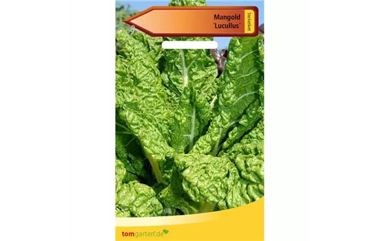 Blatt-Mangold 'Lucullus' Blatt-Mangold 'Lucullus'