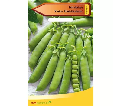 Schal-Erbse 'Kleine Rheinländerin'