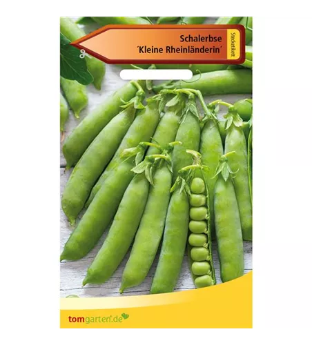 Schal-Erbse 'Kleine Rheinländerin'