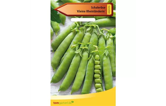 Schal-Erbse 'Kleine Rheinländerin' Schal-Erbse 'Kleine Rheinländerin'