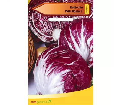 Chicorée 'Palla Rossa' Chicorée 'Palla Rossa'