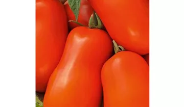 Solanum lycopersicum 'Roma'