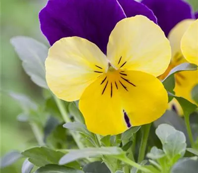 Hornveilchen 'Johnny Jump Up' Hornveilchen 'Johnny Jump Up'