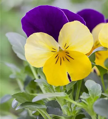 Hornveilchen 'Johnny Jump Up'