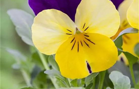 Hornveilchen 'Johnny Jump Up' Hornveilchen 'Johnny Jump Up'