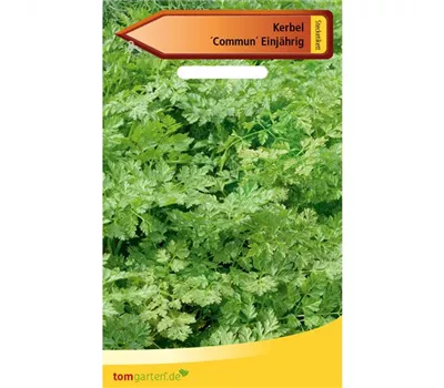 Kerbel 'Commun' Kerbel 'Commun'