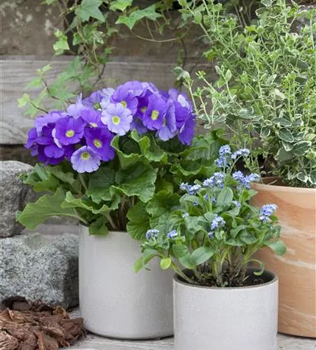 Wald-Vergissmeinnicht