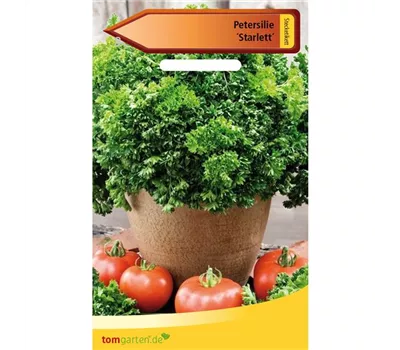 Petersilie 'Starlett' Petersilie 'Starlett'