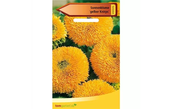 Sonnenblume 'Gelber Knirps' Sonnenblume 'Gelber Knirps'