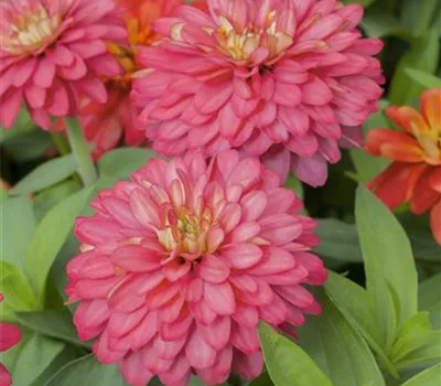 Gefüllte Zinnie 'Zahara' Gefüllte Zinnie 'Zahara'