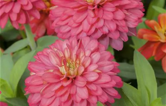 Gefüllte Zinnie 'Zahara' Gefüllte Zinnie 'Zahara'