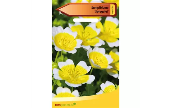 Sumpfblume 'Spiegeleier'