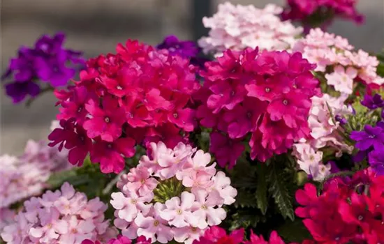 Zwerg-Verbene Zwerg-Verbene