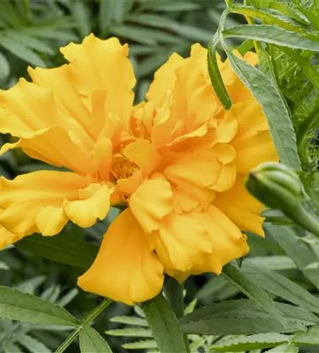Tagetes 'Hohe Mischung'
