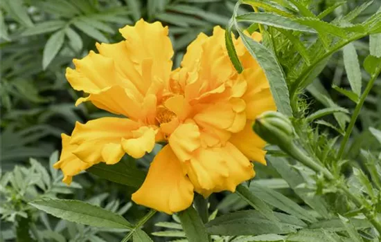 Tagetes 'Hohe Mischung' Tagetes 'Hohe Mischung'