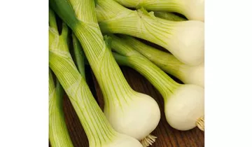 Allium cepa 'La Reine'