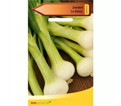 Zwiebel 'La Reine' Zwiebel 'La Reine'