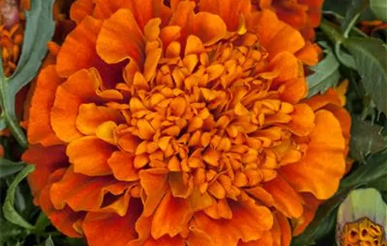 Studentenblume 'Texana® Fireball' Studentenblume 'Texana® Fireball'