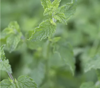 Erdbeer-Minze Erdbeer-Minze