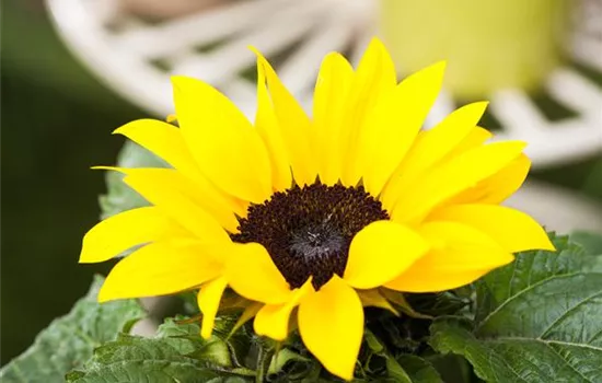 Sonnenblume 'Miniboy' Sonnenblume 'Miniboy'