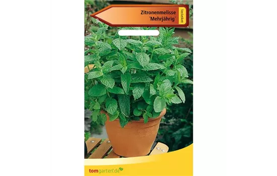 Zitronen-Melisse Zitronen-Melisse