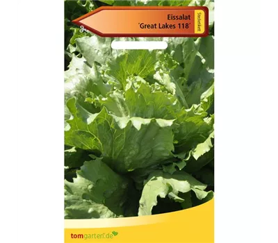 Eis-Krachsalat 'Great Lakes 118' Eis-Krachsalat 'Great Lakes 118'