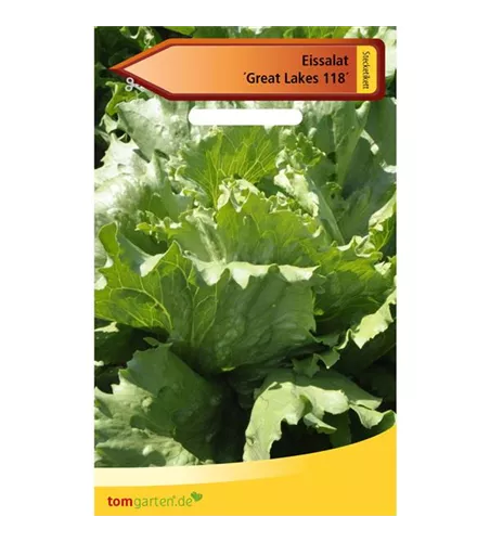Eis-Krachsalat 'Great Lakes 118'