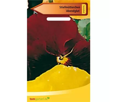 Garten-Stiefmütterchen 'Schweizer Riesen Abendglut' Garten-Stiefmütterchen 'Schweizer Riesen Abendglut'