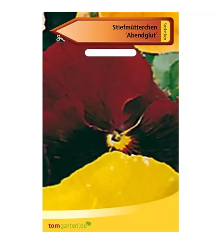 Garten-Stiefmütterchen 'Schweizer Riesen Abendglut'