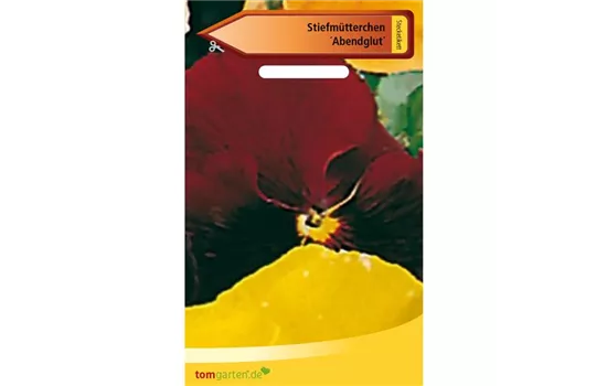 Garten-Stiefmütterchen 'Schweizer Riesen Abendglut' Garten-Stiefmütterchen 'Schweizer Riesen Abendglut'