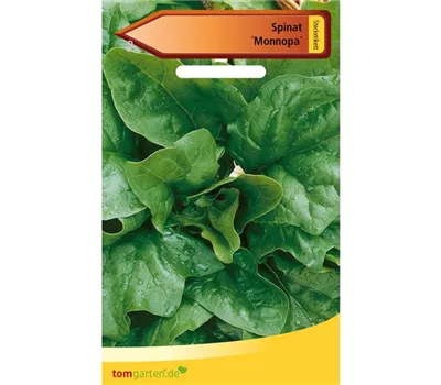 Echter Spinat 'Monnopa' Echter Spinat 'Monnopa'