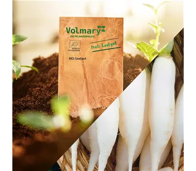 Radieschen 'Eiszapfen' Radieschen 'Eiszapfen'