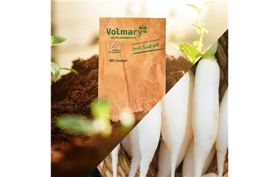 Radieschen 'Eiszapfen' Radieschen 'Eiszapfen'