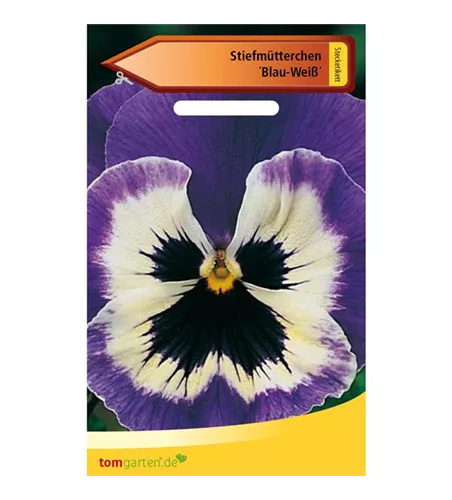 Stiefmütterchen 'Blau-Weiß'