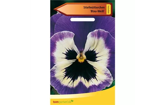 Stiefmütterchen 'Blau-Weiß' Stiefmütterchen 'Blau-Weiß'