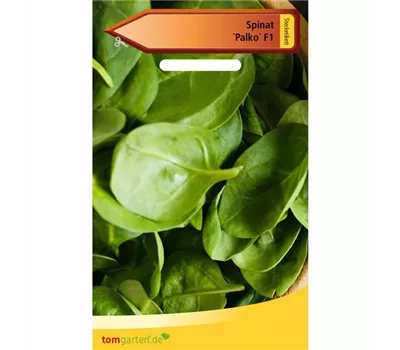 Spinat 'Palco F1' Spinat 'Palco F1'