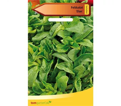 Feldsalat 'Elan' Feldsalat 'Elan'