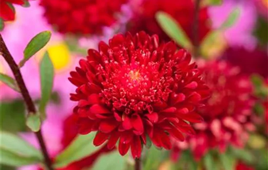 Prinzess-Aster 'Roter Edelstein' Prinzess-Aster 'Roter Edelstein'