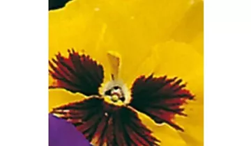 Viola x wittrockiana 'Schweizer Riesen Firnengold'