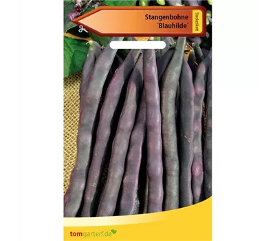 Stangen-Bohne 'Blauhilde' Stangen-Bohne 'Blauhilde'