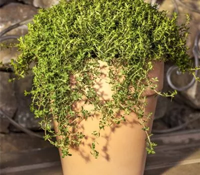 Berg-Bohnenkraut Berg-Bohnenkraut